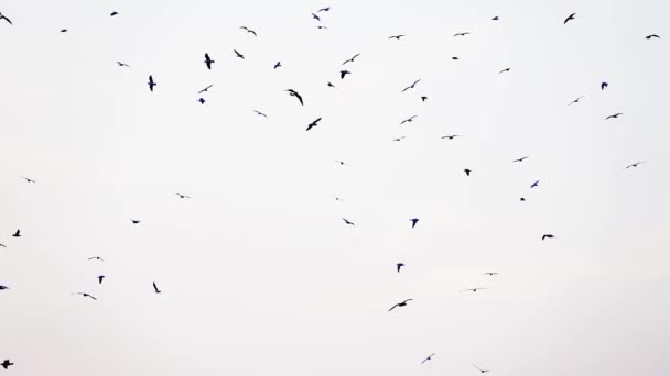 Video Aves Rebano Volar — Vídeo de stock