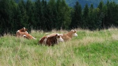 Vdeo de Vacas, Prado, Pastar