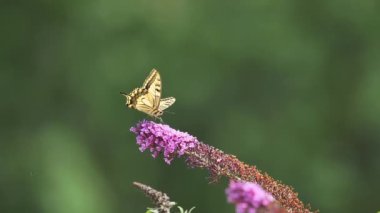 Video de Mariposa, Cola de pato, Böcek