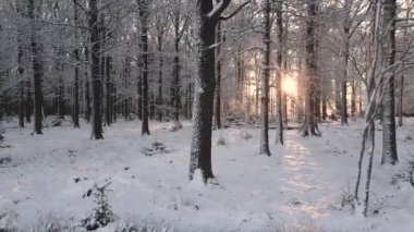 Vdieo de arboles, Bosque, Amanecer