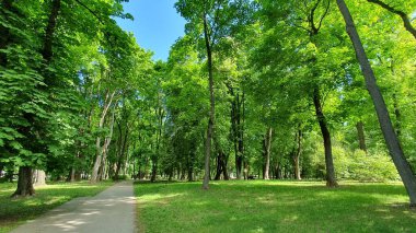 Mayıs 2023 'te Litvanya' nın Kaunas kentindeki Ramybe Parkı 'nda (Huzur Parkı) yapraklı yeşil ağaçlarla çevrili yol.