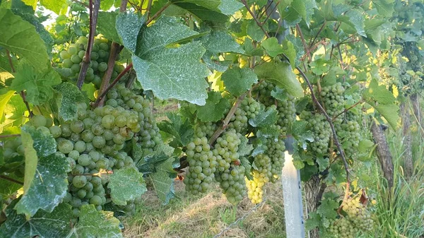 Meissen 'de (Almanya), Ağustos 2021' de bir sarmaşıkta ham beyaz şarap üzümlerinin yakın çekimi. Yaprakların eşlik ettiği yeşil üzümler. Beyaz böcek ilacı yapraklarda görünür..