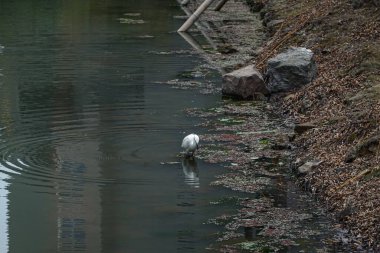 Nehrin ortasında yiyecek arayan küçük bir balıkçıl kuşu..
