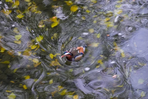 Eine Mandarinenente Schwimmt Fluss Und Zeigt Ihr Buntes Gefieder Die — Stockfoto
