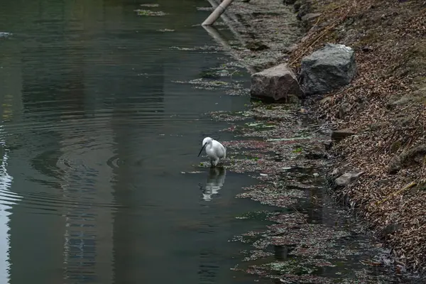 Маленька Пташка Посеред Річки Шукає Їжу — стокове фото