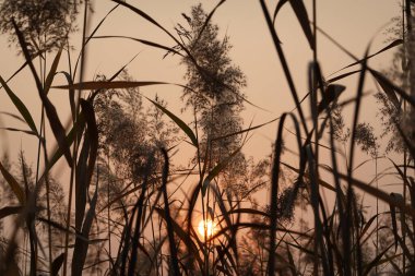 Sazlıklar batan güneşin altında rüzgarda sallanıyor.