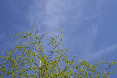 Mavi gökyüzünün altındaki ağaç