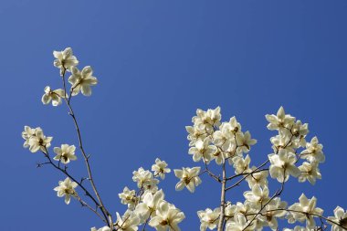 Magnolia mavi gökyüzünün altında çiçek açar.