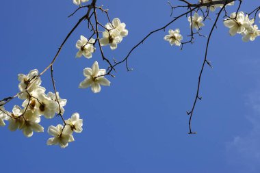 Magnolia mavi gökyüzünün altında çiçek açar.