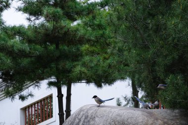 Doğada saksağanlar ve serçeler