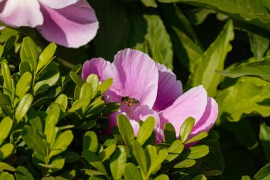 Arı bahçede nektar ve pembe çiçekler topluyor.