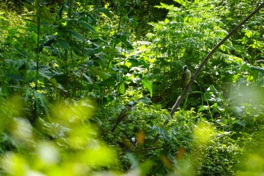 Mavi gökyüzünün altındaki ağaç