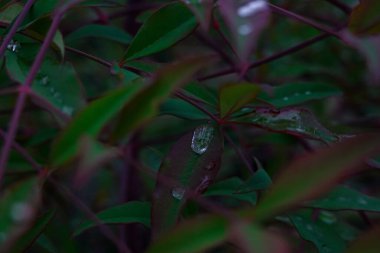 Sabah bitkilerin üzerinde hala çiy damlaları var.