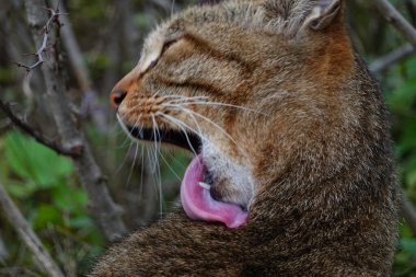 Bahçedeki misk kedisi