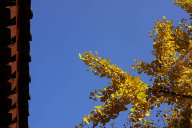 Ormanda sonbahar yaprakları