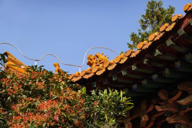 Çin bahçelerinde bin yıllık ağaçlar.