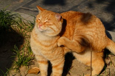 Bir portakal kedisi Çin bahçesinde düşen ginkgo yaprakları arasında oynar.