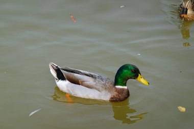 Ördek nehirde yüzüyor.
