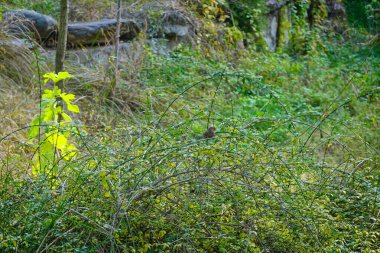 Ağaçtaki yeşil yapraklar