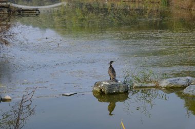 Su kuşu, karabatak, taşın üzerinde dur ve kameraya bak.