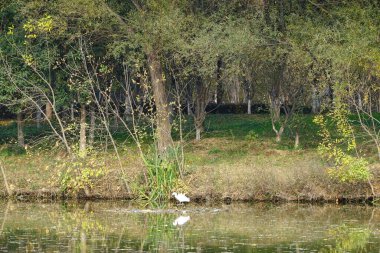 Akbalıkçıl suda avlanıyor.