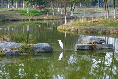Akbalıkçıl suda avlanıyor.