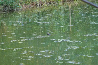 Ördek nehirde yüzüyor.