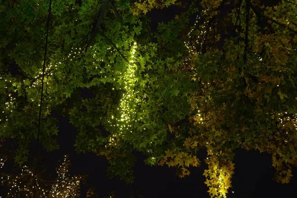 Weihnachtsbeleuchtung Der Nacht — Stockfoto