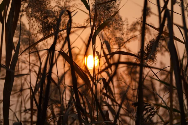 太陽の下で風に揺れるリード — ストック写真