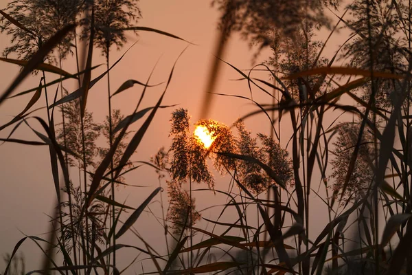 Reeds Balançando Vento Sob Sol Poente — Fotografia de Stock