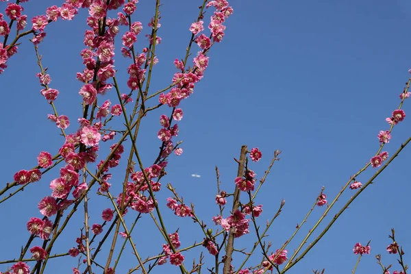 Ağaçtaki Güzel Bahar Çiçekleri — Stok fotoğraf