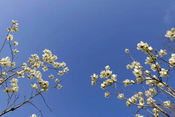 Magnolia Fiorisce Sotto Cielo Blu — Foto Stock