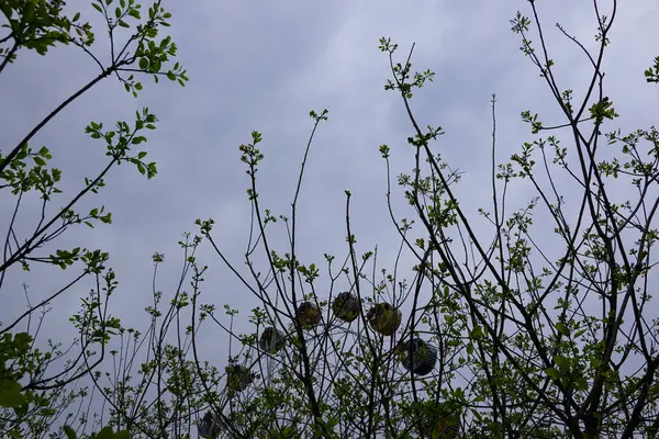 Zweige Von Bäumen Mit Blüten Und Knospen — Stockfoto