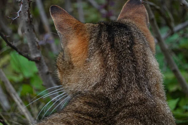 庭にいる市民猫 — ストック写真