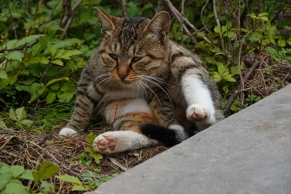 庭にいる市民猫 — ストック写真