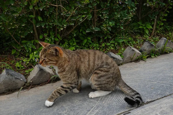 Цивилизованная Кошка Саду — стоковое фото