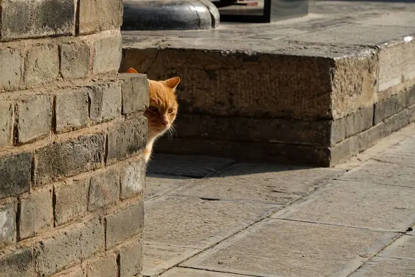 An orange cat is playing hide and seek in a Chinese garden