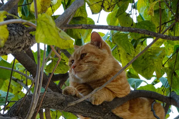 An orange cat plays peek-a-boo in a Chinese garden, playing on the tree