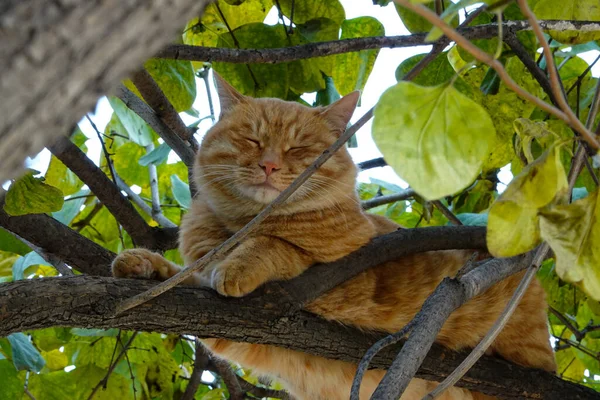 An orange cat plays peek-a-boo in a Chinese garden, playing on the tree
