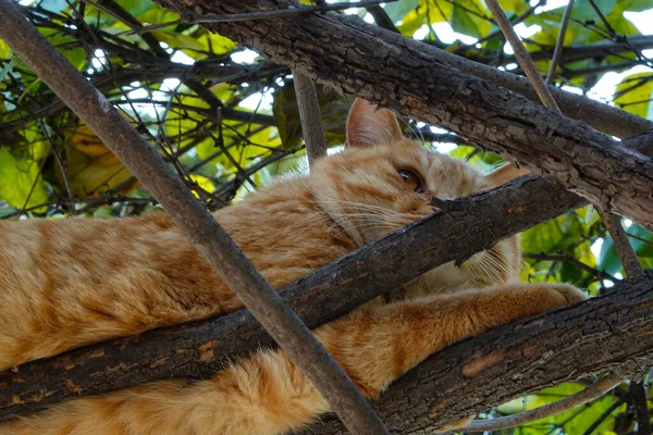オレンジの猫は中国の庭でピーク ビーを演じ 木で遊んでいます — ストック写真
