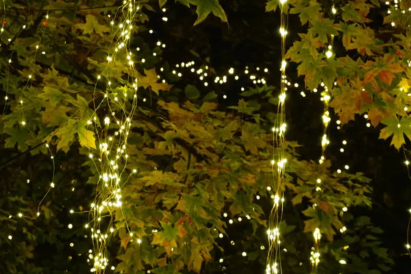 Árbol Decorado Con Luces Por Noche — Foto de Stock