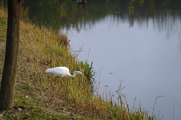 Egret Hunting Water — Stock Photo, Image