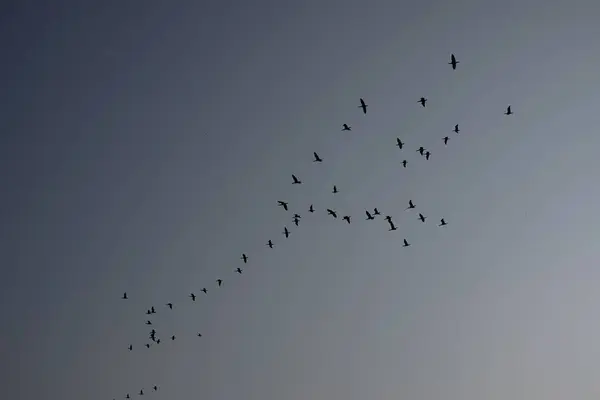 Мігруючі Птахи Ввечері — стокове фото