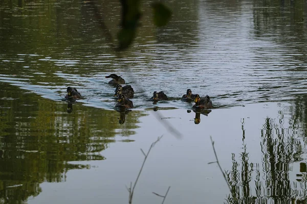 Duck Swimming River — Stock Photo, Image