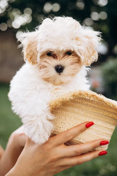 Şapkanın Içinde Oturan Sevimli Küçük Bir Maltipa Köpeği — Stok fotoğraf
