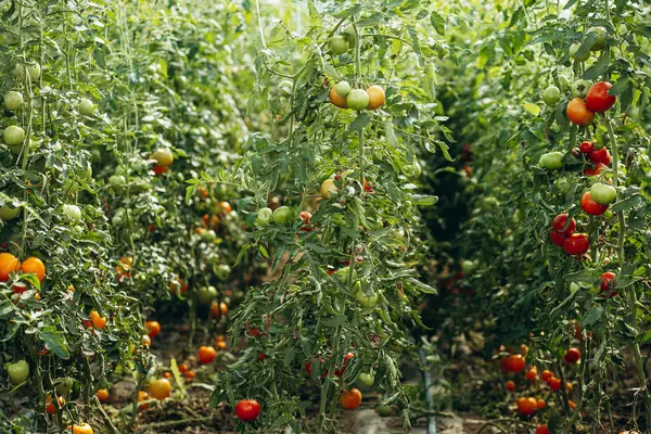 Cultivating Tomatoes Hothouse — Stock Photo, Image