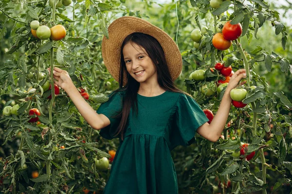 Söt Flicka Som Odlar Tomater Växthus — Stockfoto