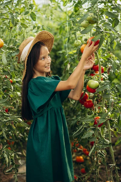 Söt Flicka Som Odlar Tomater Växthus — Stockfoto