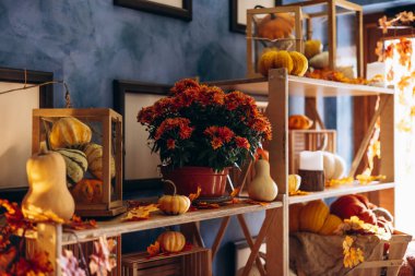 Samanlı, sepetli ve rahat koltuklu balkabağı süslemeleri.