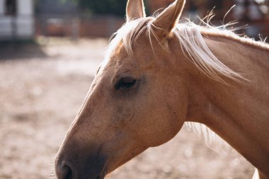 Kahverengi at çiftlikte